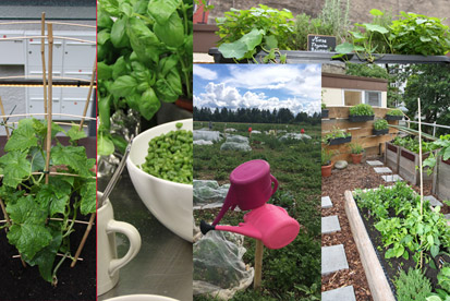 Urban Gardening: Tipps für den Garten in der Stadt Grafik: Marikka-Laila Maisel